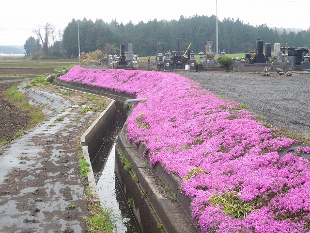 4.27 水路の法面の芝桜が満開です。