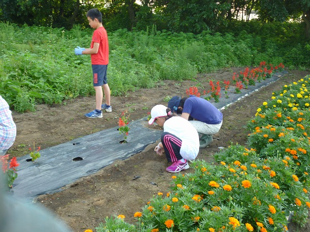 8.10 花壇の草むしり。