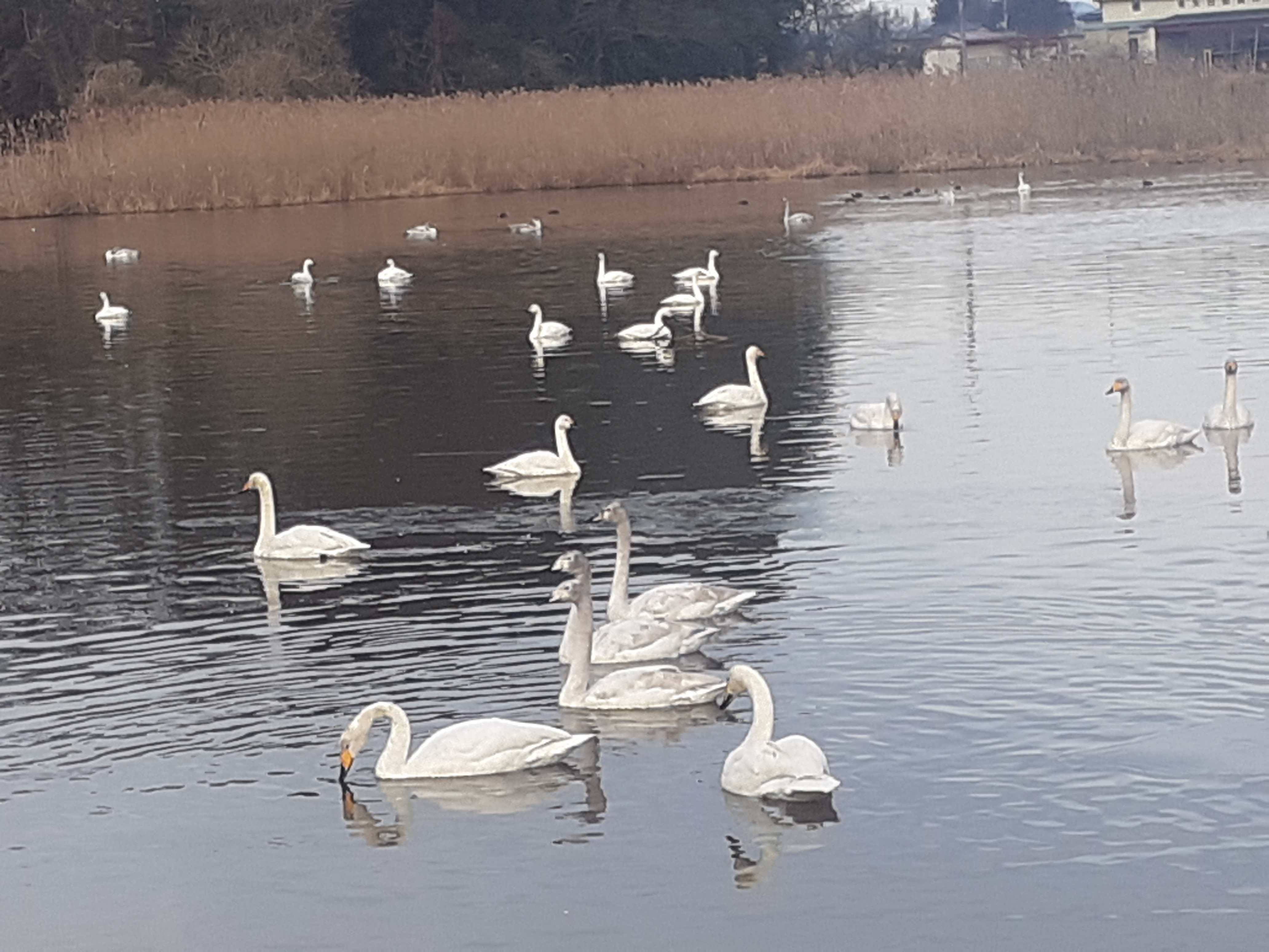 今朝の白鳥❗
