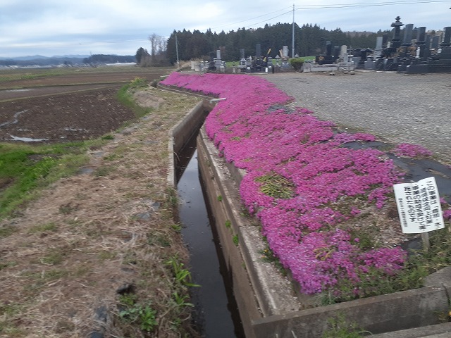 4.22水路法面の芝桜、そして桜も。