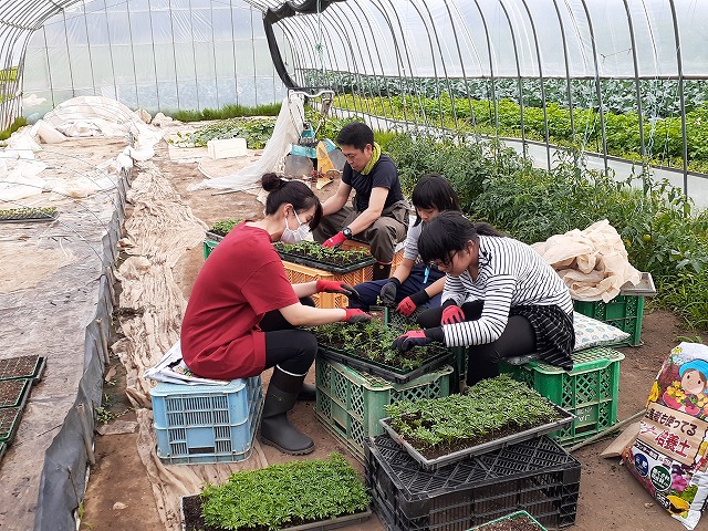 6.6植栽用の花苗仮植