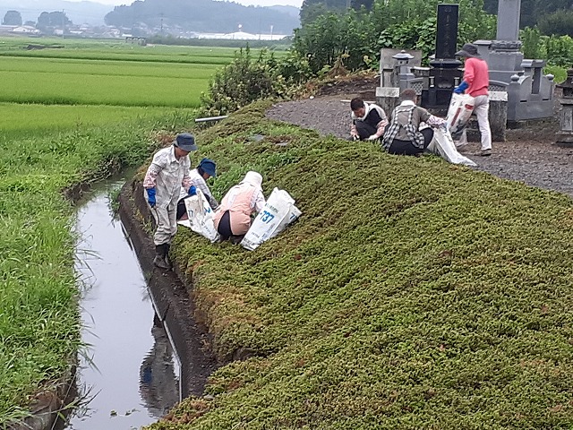 8.9水路法面の芝桜雑草除去