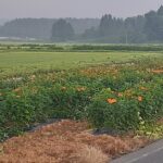 7.21今年の花壇の生育状況。