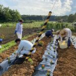 7.2夕方から花壇の植栽
