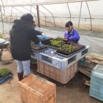 5.25花苗仮植作業