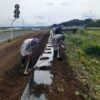 6.9花壇マルチ作業