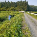 8.24第3回草刈り
