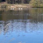 11.21白鳥初飛来