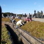11.24板倉堰水路法面芝桜除草。